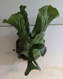 2026年最新】ビカクシダ ステマリアの人気アイテム - メルカリ