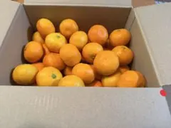 ハウスみかん　小玉1.8キロ　静岡県産のサムネイル