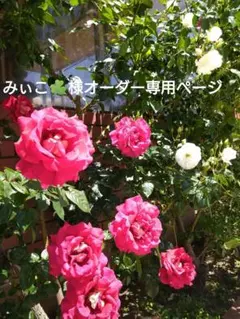 みぃこ☘️様オーダー専用ページ