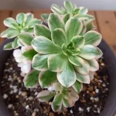 19#多肉植物アエオニウム錦❤️ブロンズメダル錦❤️23頭25cm 拔き苗 19#多肉植物アエオニウム錦❤️ブロンズメダル錦❤️23頭25cm 拔き苗