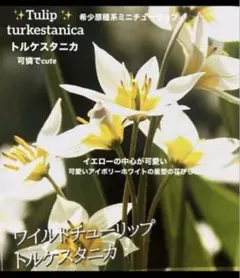 希少原種系✨トルケスタニカ(原種系チューリップ) 2球根✨人気　レア品種のサムネイル