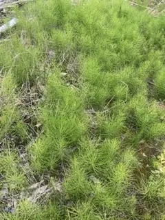 スギナ苗(根っこ付) 宅急便100サイズいっぱい 5キロ〜以上 土が＋１キロは 2026年最新】スギナ苗の人気アイテム - メルカリ