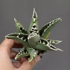 SALE中　アガベチタノタ　ホワイトファイヤーOC株　オテロイ実生　1981 SALE中 アガベチタノタ ホワイトファイヤーOC株 オテロイ実生 1981