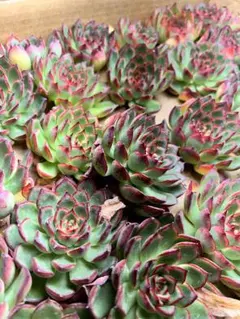 モッツァ様 リクエスト 2点 まとめ商品