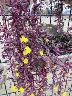 多肉☆カット☆ルビーネックレス☆10カット