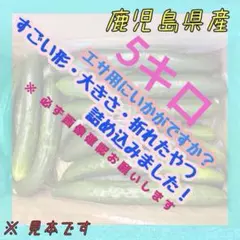 訳ありきゅうり　5キロ　エサ用
