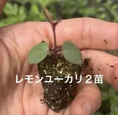 レモンユーカリ２苗