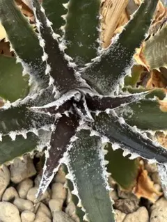 野生原種 ディッキア Dyckia hebdingii white form ⑴ 野生原種 ディッキア Dyckia hebdingii white form - メルカリ