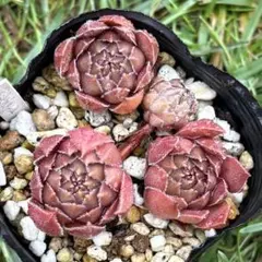多肉植物 センペルビウム プラムパフェ No.67【赤】 - メルカリ