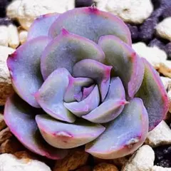 【激レア綴化苗】ミックスベリア 紫紺の矢 多肉植物 おらいさん 自家繁殖苗 楽天市場】多肉植物 oriミックスベリア No.045 紫紺の矢 多肉植物 お
