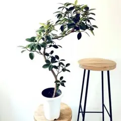 現地株 希少種 ラフィオナクメ ブルケイ ⭐️塊根植物 ビザール