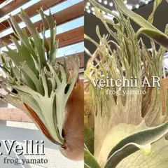 2026年最新】ビカクシダ アーバンリバーの人気アイテム - メルカリ