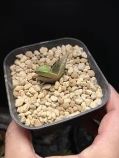 2026年最新】キングアーサー アガベの人気アイテム - メルカリ