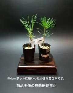 2026年最新】盆栽 赤松 ミニ盆栽の人気アイテム - メルカリ