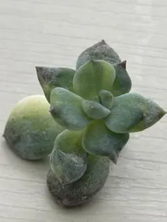 【サービス品@880】モンロー錦(覆輪斑) エケベリア モンロー錦 Echeveria 'Monroe Variegated'｜多肉