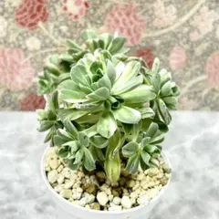63#多肉植物アエオニウム錦❤️マダラシカ ❤️1大頭2子芽14cm拔き苗