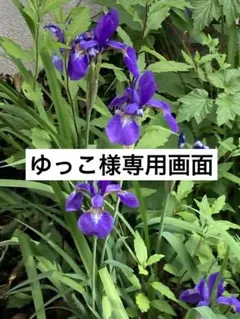 #219 【ゆっこ様専用】確認画面