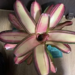 おかき様 リクエスト 2点 まとめ商品