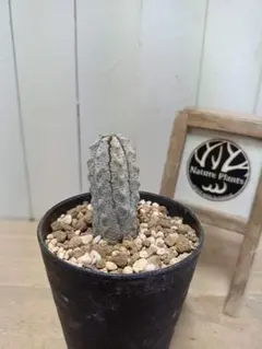 2026年最新】アブデルクリの人気アイテム - メルカリ