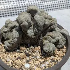 Top【選抜株】多肉植物 13219浮藻ウキモ 10個 鉢無し/脱土 - メルカリ