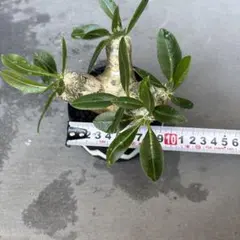 【鉢付】象牙宮色で鉢合わせした恵比寿笑 ブレビカウレ y鉢 thha_ 鉢付】象牙宮色で鉢合わせした恵比寿笑 ブレビカウレ y鉢 thha_ - メルカリ