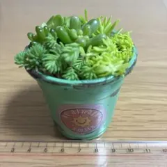 多肉植物 カット苗 詰め合わせ　容器付き　レッドベリー入り