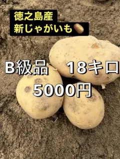 内海トマト園 2.3kg 2箱セット 高糖度フルーツトマト - メルカリ