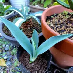 2025年最新】アガベ アメリカーナの人気アイテム - メルカリ