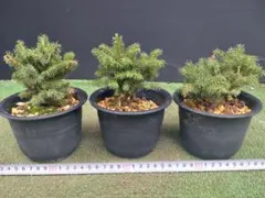 【鉢ごと/翌日発/沖縄離島不可】蝦夷松　エゾマツ 盆栽用苗 3鉢セットのサムネイル
