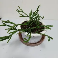 2026年最新】ripsalisの人気アイテム - メルカリ