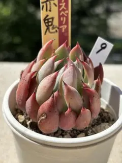 速達　jellyfishes (プロフ必読)様 リクエスト 3点 まとめ商品