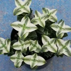 パーフォレータヴァリエガータ　3カット苗　クラッスラ　多肉植物