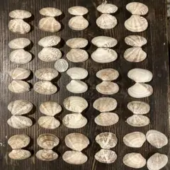 Item thumbnail for item d57335cf-4eb0-4a47-b268-49bb0a063688