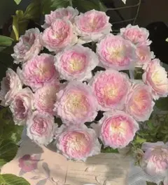 クレハ様 リクエスト 3点 まとめ商品