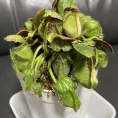 セファロタス seedling of Hummer's Giant 02 BCP - メルカリ