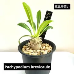 ゆ*う様 今月入荷！希少純血【マダガスカル系 パキポディウム