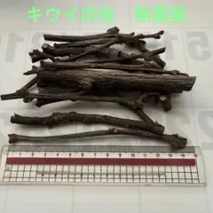 かじり木　キウイフルーツ(国産)小〜中枝30本