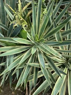 ユッカ　グロリオサ　バリエガータ　斑入り