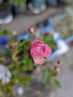 2080円 ミニバラ 薔薇 苗 舞娘 正規品 受賞品種 4号 - メルカリ