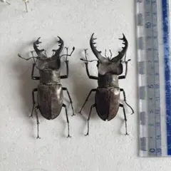 野外品】チュウゴクヒラタクワガタ ♂60㎜UP×2 - メルカリ