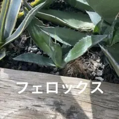 アガベ　フェロックス