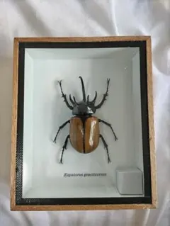 アトラス　ゴホンヅノ　標本セット アトラス ゴホンヅノ 標本セット