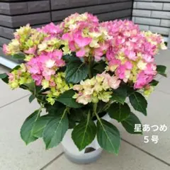 宿根草【新品種】紫陽花『茜雲』島根オリジナル【5号】てまり咲き