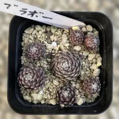 じゅん様 リクエスト 2点 まとめ商品