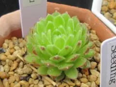 わんこう様 リクエスト 4点 まとめ商品