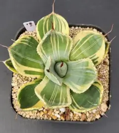 2025年最新】アガベ パリー トランカータの人気アイテム - メルカリ