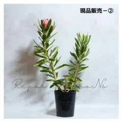 2025年最新】プロテア スペシャルピンクアイスの人気アイテム - メルカリ