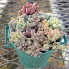 多肉植物寄せ植え完成品　セダム　エケベリア　すぐに飾れる