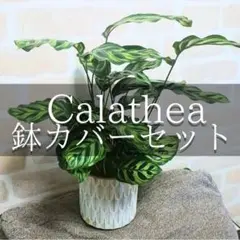 選べる鉢カバーセット★カラテア　マコヤナ　４号　観葉植物