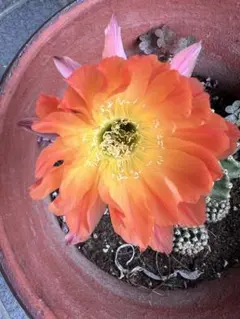 鮮やかなオレンジ色の花を咲かせるサボテン黄花嘿喉のサムネイル